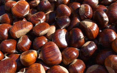 Raccolta delle castagne