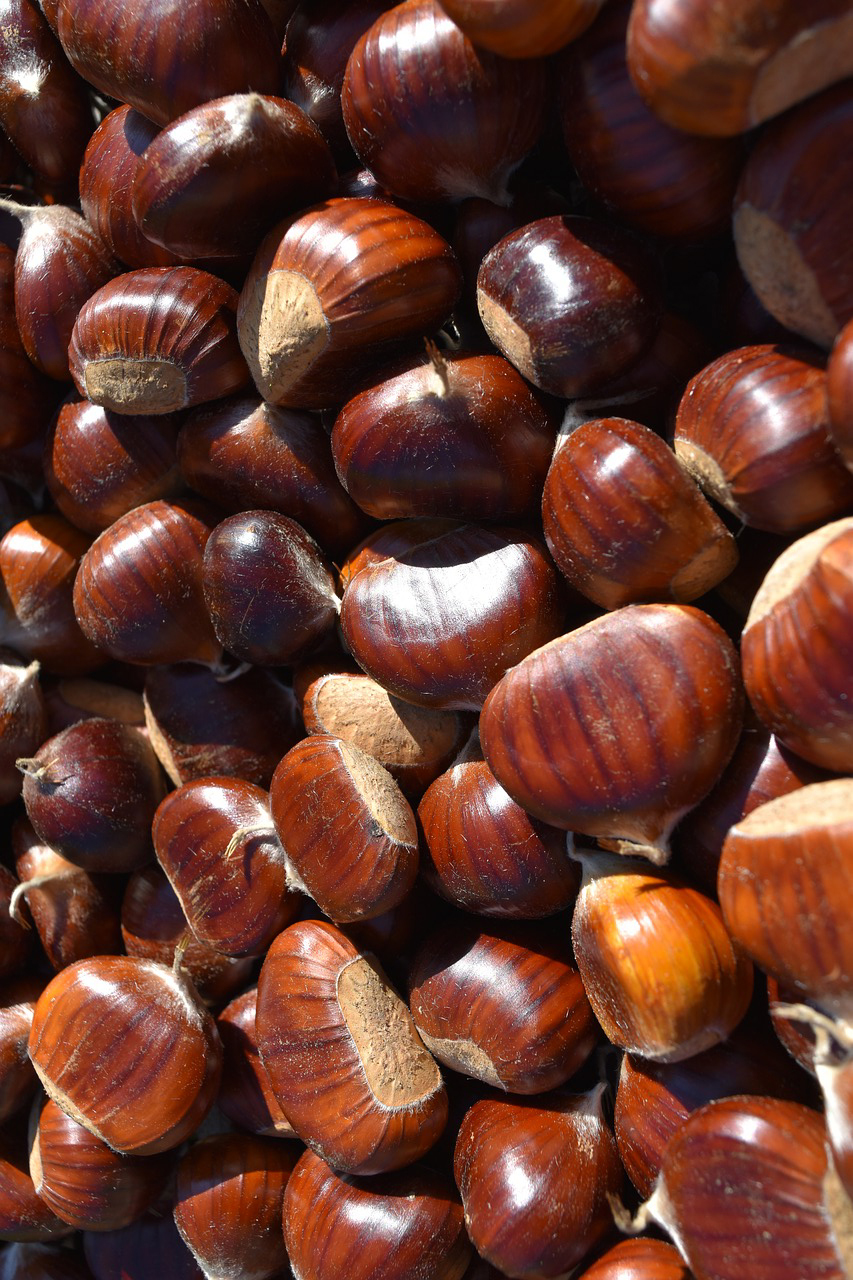 castagne_fresche