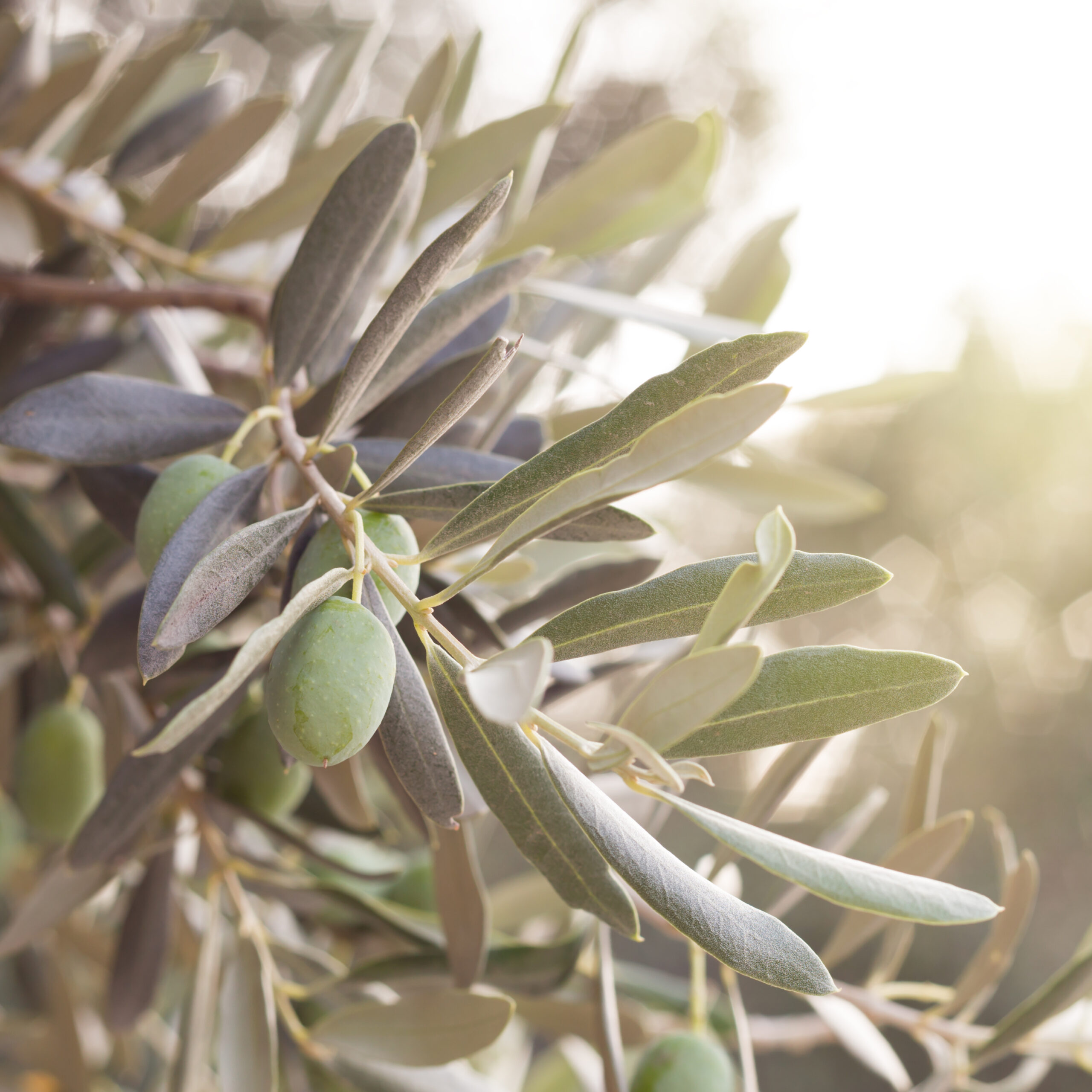 Olive tree brunch